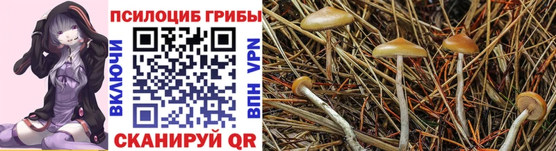 блэк спрут зеркало  Тейково  Галлюциногенные грибы мицелий 